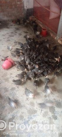 ফাওমি মুরগি