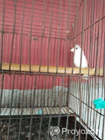 একপিস ক্রেস্টড ফিঞ্চ মেল পাখি