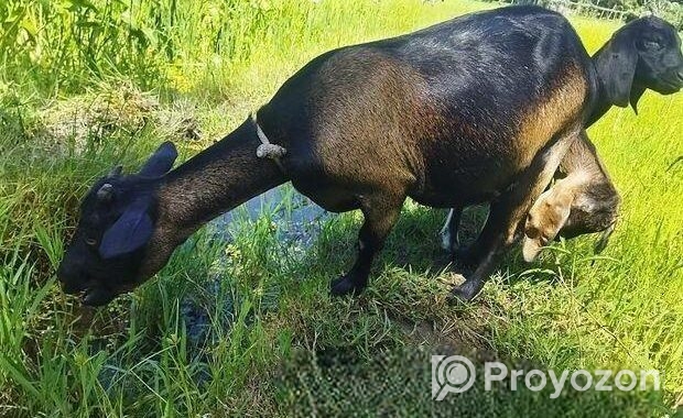 একটি ছাগল বিক্রি করা হবে