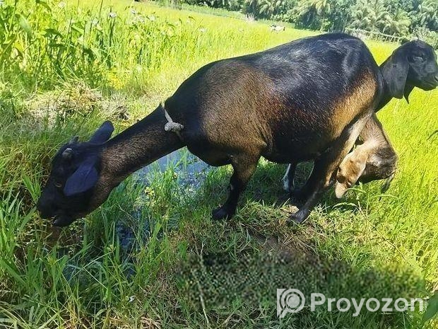 একটি ছাগল বিক্রি করা হবে