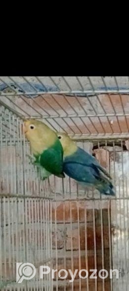 ককাটেল ও লাভ বার্ড পাখী বিক্রয় করা হবে