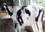 ২৫৩নং গাভী বিক্রয় নিঃসন্ধেহে ভালো ।