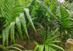 সুপারি গাছের চারা