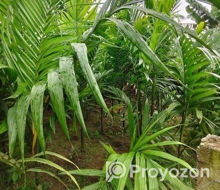 সুপারি গাছের চারা