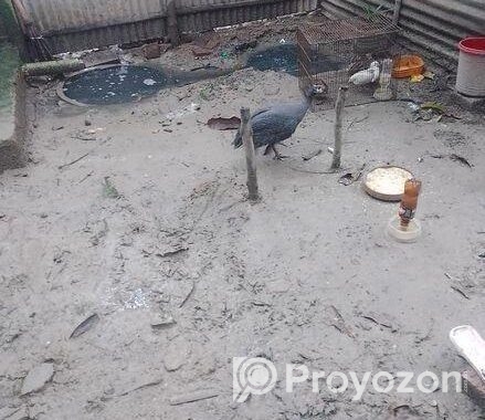 তিতি মুরগী