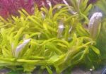 Aquatic Plants