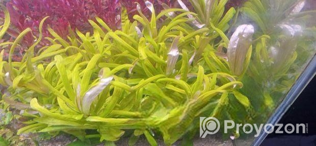 Aquatic Plants