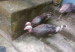 টাকি্ মুরগি