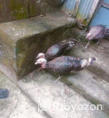 টাকি্ মুরগি