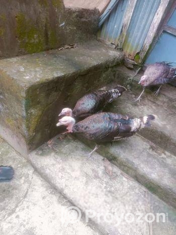 টাকি্ মুরগি