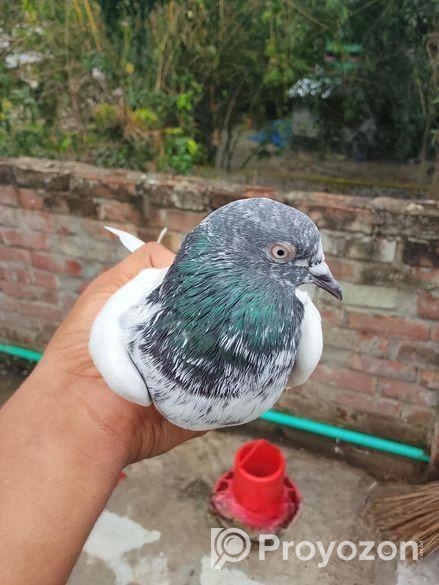 Kichu Pakistani Kobitor Sell Hobe