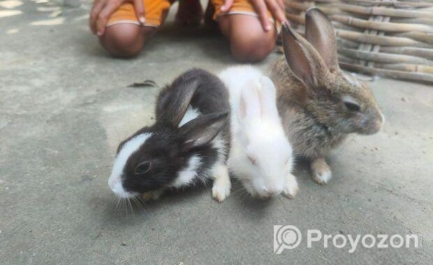 Rabbit for sale