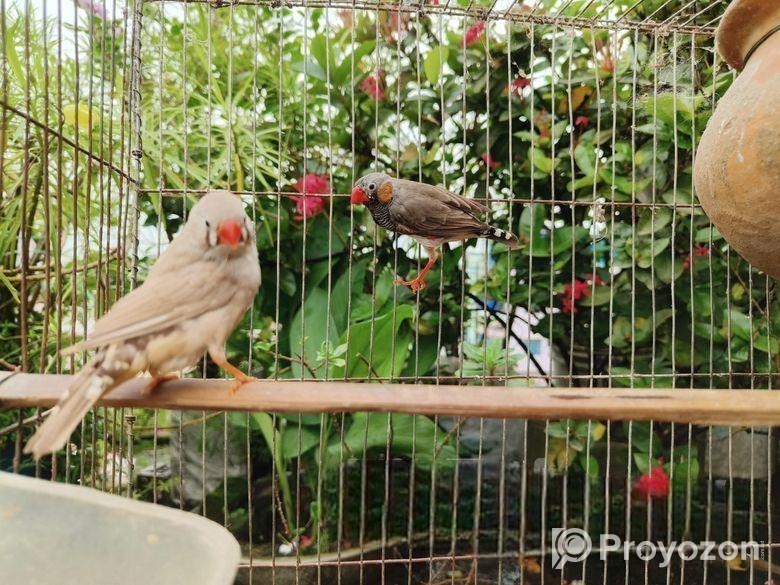 একজোড়া জেব্রা প্রিন্স পাখি বিক্রয় করা হবে