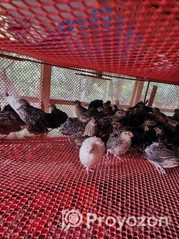 কোয়েল পাখি