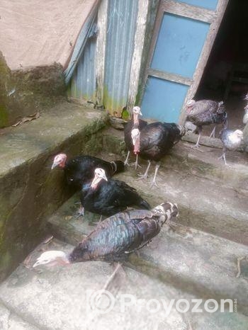 টাকি্ মুরগি