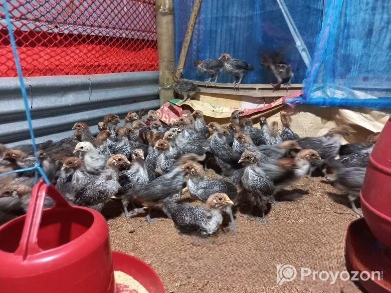 অরজিনাল মিশরি ফাউমি মুরগী