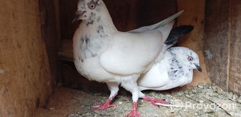 Kichu Pakistani Kobitor Sell Hobe