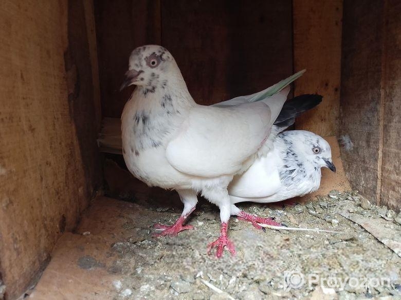 Kichu Pakistani Kobitor Sell Hobe