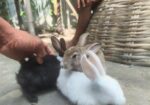 Rabbit for sale