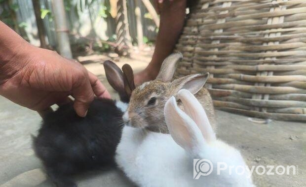Rabbit for sale