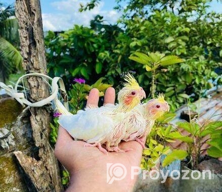 লুটিনো ককাটেল বেবি