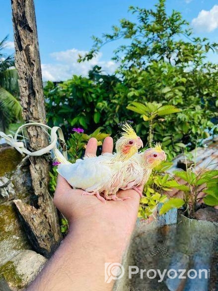 লুটিনো ককাটেল বেবি