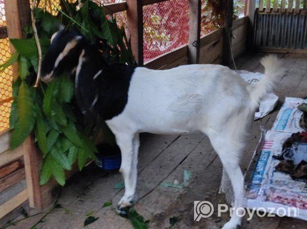 বিটল + হরিয়ানা পাঠি ছাগল বিক্রয় করা হবে।