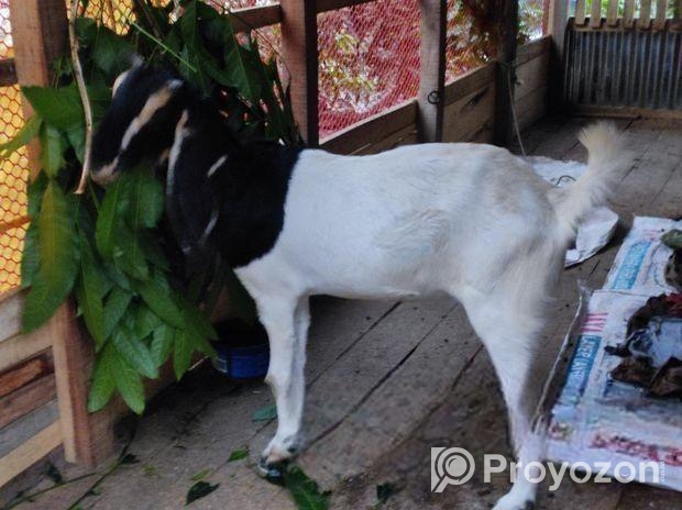 বিটল + হরিয়ানা পাঠি ছাগল বিক্রয় করা হবে।