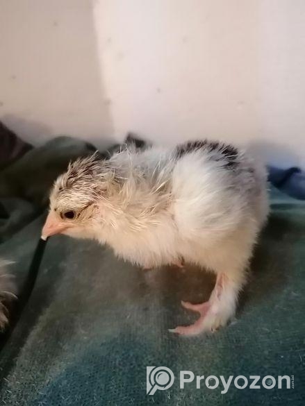 Light Brahama (জির বাচ্চা)