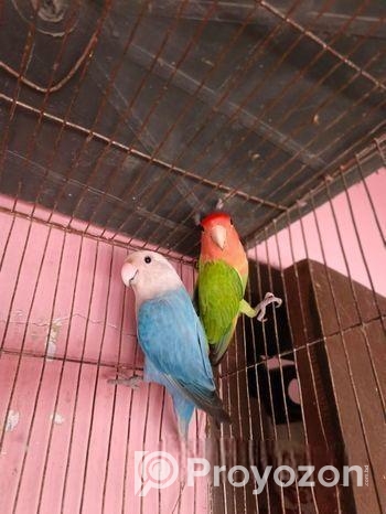 লাভ বার্ড