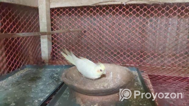 এক পিস লুটিনা ফিমেল সেল হবে।