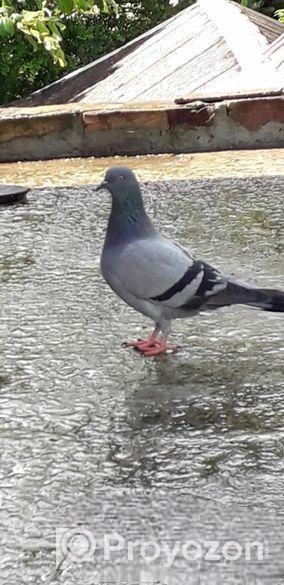 রানিং সবজি মাদি