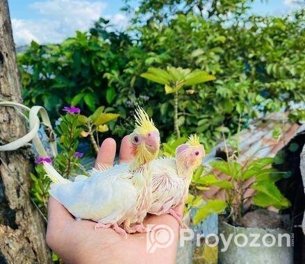 লুটিনো ককাটেল বেবি
