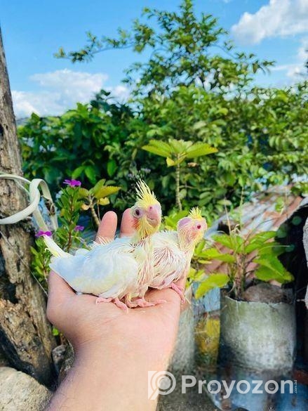 লুটিনো ককাটেল বেবি