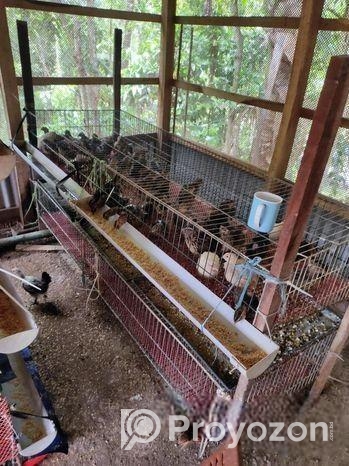 কোয়েল পাখির খাচা