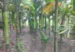 বাড়ী সহ জমি বিক্রয় করা হইবে
