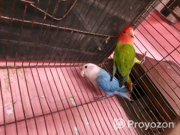 লাভ বার্ড