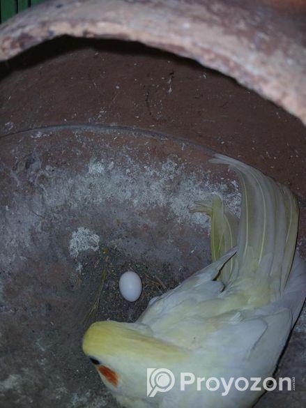 রানিং ককাটেল বিক্রি করব