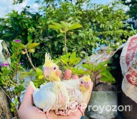 লুটিনো ককাটেল বেবি