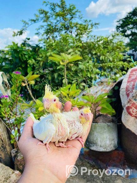 লুটিনো ককাটেল বেবি