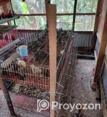 কোয়েল পাখির খাচা