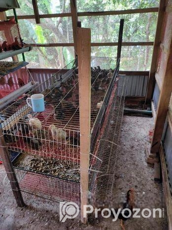 কোয়েল পাখির খাচা