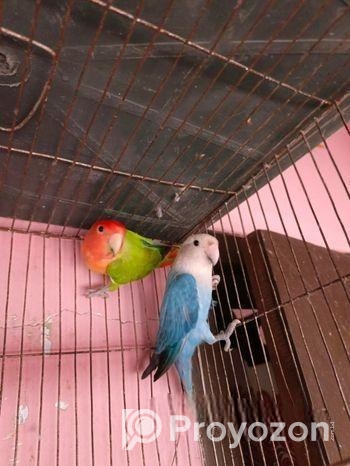 লাভ বার্ড