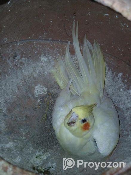 রানিং ককাটেল বিক্রি করব