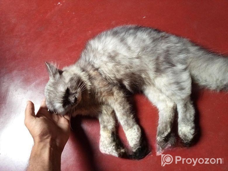 ভ্যাকসিন দেওয়া পিওর পার্শিয়ান ক্যাট