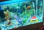 Aquarium Sell
