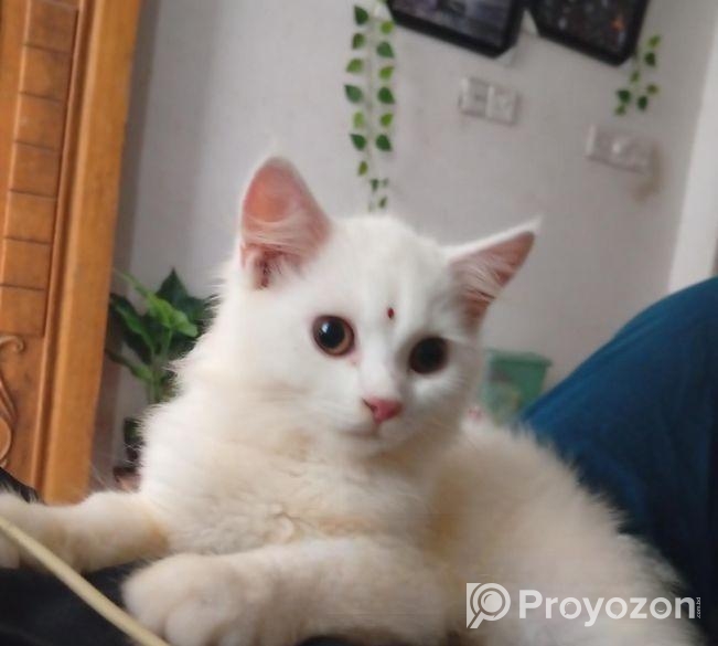 মিক্সড পারশিয়ান বিড়াল