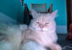Persian Cat