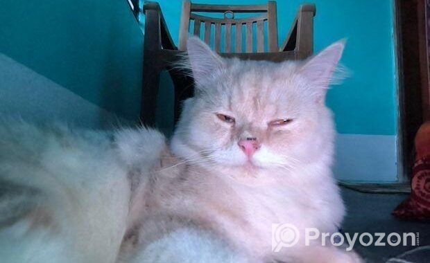 Persian Cat