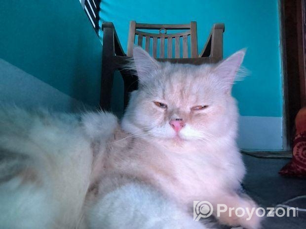 Persian Cat